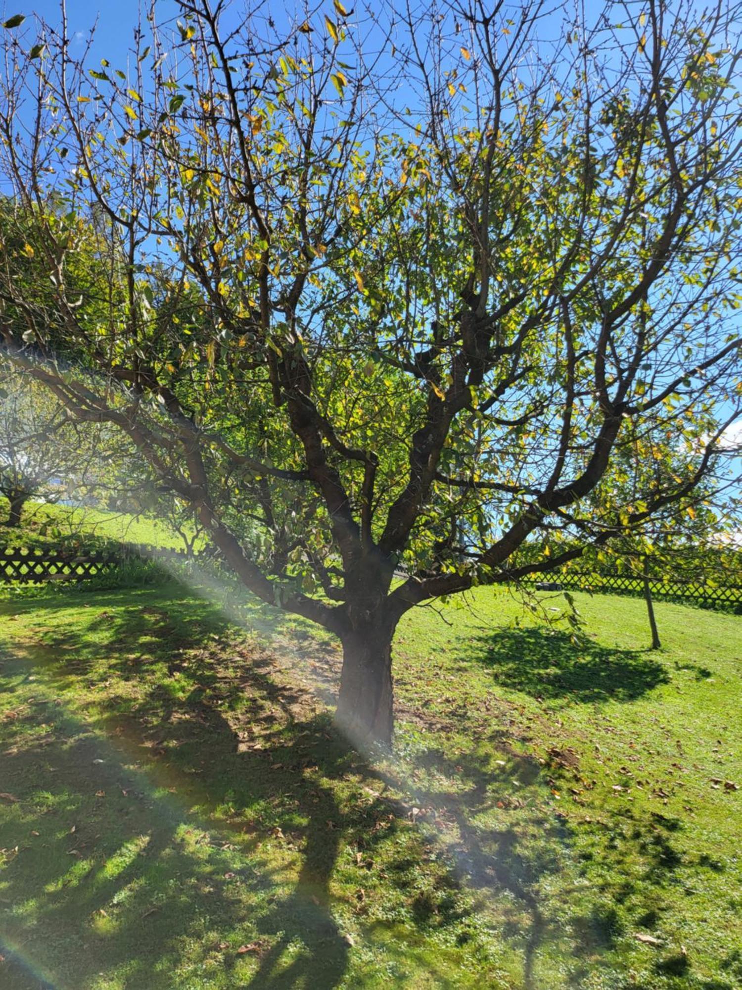 Ferienhaus Zangl Am Seggauberg - Suedsteiermark Leibnitz Eksteriør billede