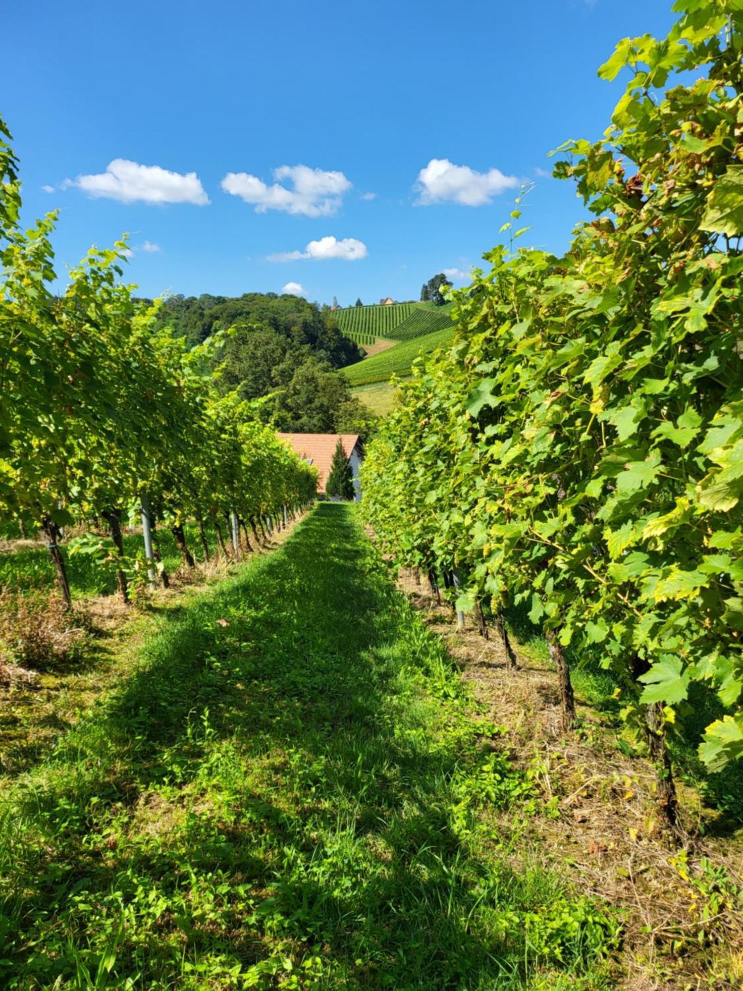 Ferienhaus Zangl Am Seggauberg - Suedsteiermark Leibnitz Eksteriør billede